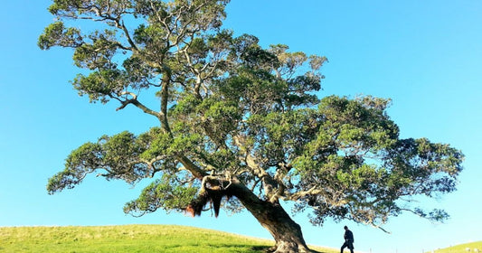 Tree of Sandalwood Essential Oil